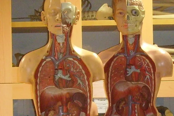 Two anatomical torso models showing the heart, lungs and digestive organs, on a classroom shelf